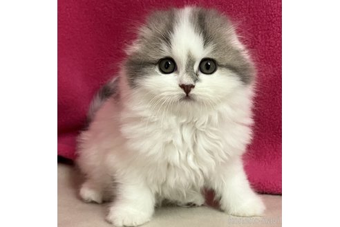 成約済の三重県のスコティッシュフォールド(折れ耳)-89818の2枚目