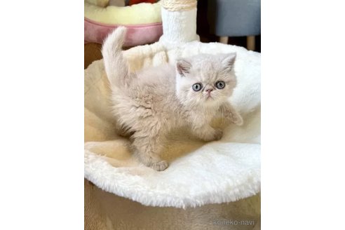成約済の兵庫県のエキゾチックショートヘア-92296の2枚目
