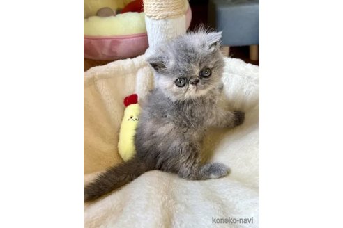 成約済の兵庫県のエキゾチックショートヘア-92299の2枚目