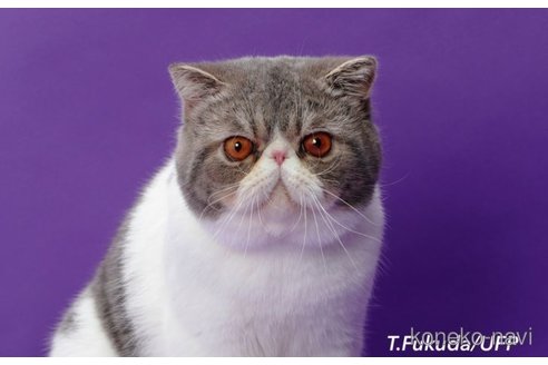 の兵庫県の-