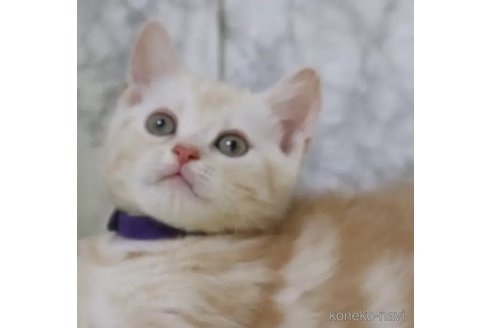 成約済の埼玉県のスコティッシュフォールド-89647の2枚目