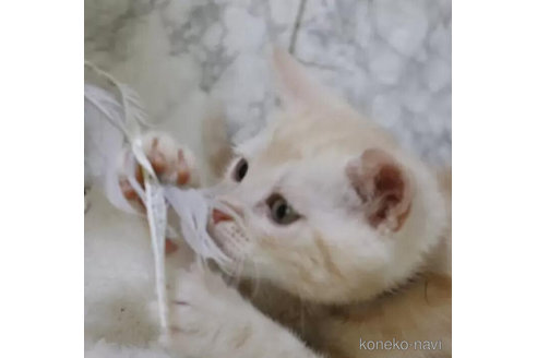 成約済の埼玉県のスコティッシュフォールド-89647の4枚目