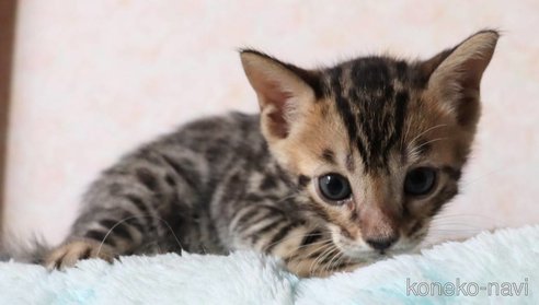 成約済の群馬県のベンガル-92312の5枚目