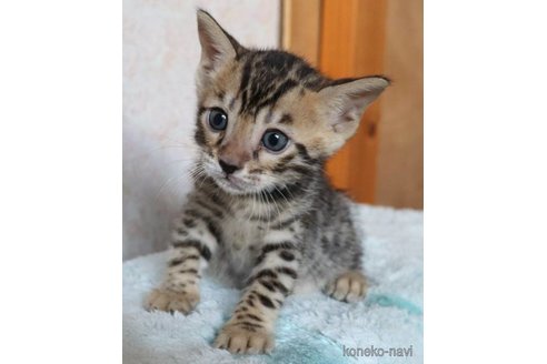成約済の群馬県のベンガル-92312の2枚目
