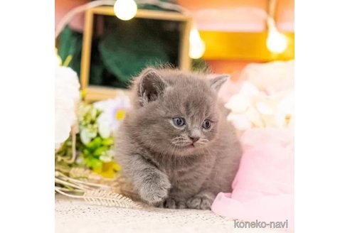 成約済の岐阜県のミヌエット-92319の2枚目