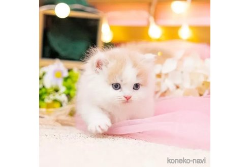 成約済の岐阜県のミヌエット-92322の2枚目