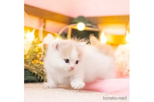 成約済の岐阜県のミヌエット-92322の5枚目