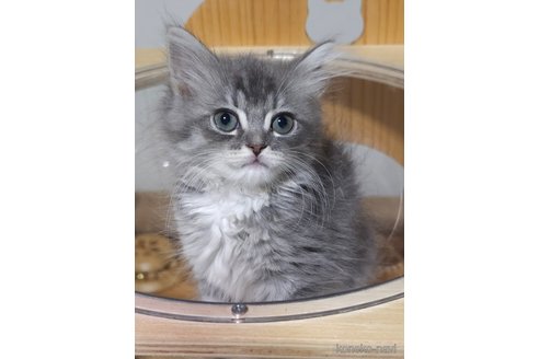 成約済の埼玉県のサイベリアン-91279の4枚目