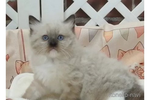 成約済の大阪府のラグドール-92344の2枚目