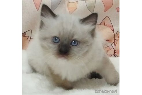 成約済の大阪府のラグドール-92344の1枚目