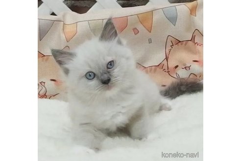 成約済の大阪府のラグドール-92345の1枚目