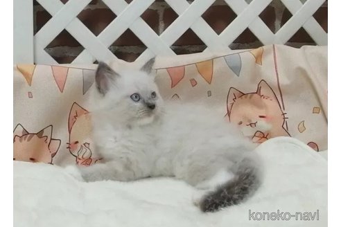 成約済の大阪府のラグドール-92345の2枚目