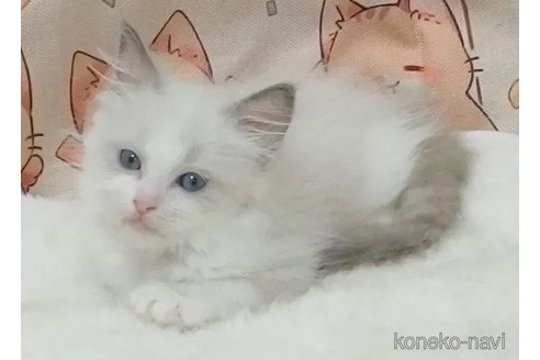 成約済の大阪府のラグドール-92356の2枚目