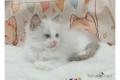 成約済の大阪府のラグドール-92356の3枚目