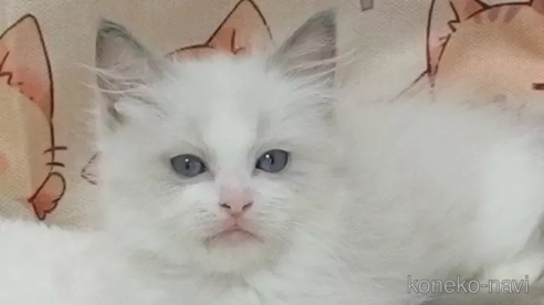 成約済の大阪府のラグドール-92356の1枚目