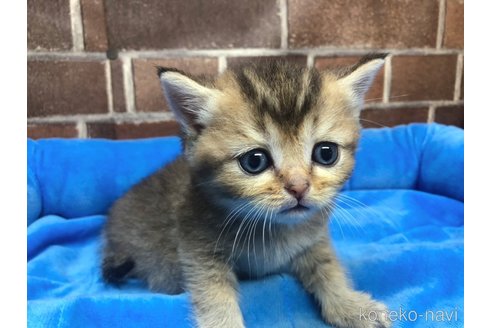 成約済の東京都のブリティッシュショートヘア-92360の7枚目