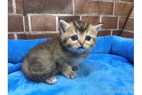 成約済の東京都のブリティッシュショートヘア-92360の3枚目