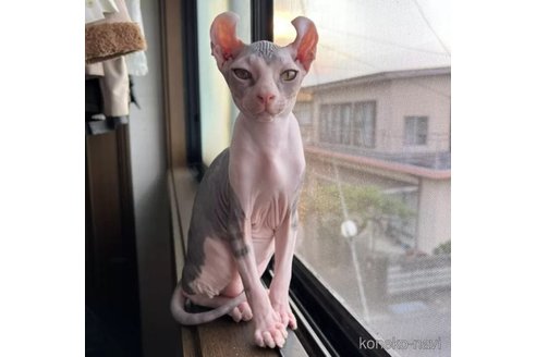 販売中の徳島県のエルフキャット-92361の5枚目