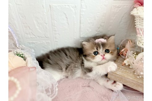 成約済の北海道のブリティッシュショートヘア-90653の3枚目