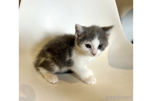 成約済の東京都のブリティッシュショートヘア-92379の4枚目