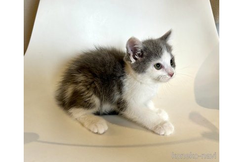 成約済の東京都のブリティッシュショートヘア-92379の2枚目