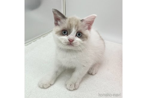 成約済の愛知県のスコティッシュフォールド-92390の2枚目