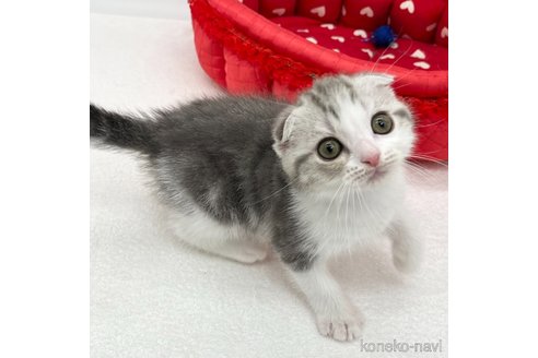 成約済の愛知県のスコティッシュフォールド(折れ耳)-92394の2枚目