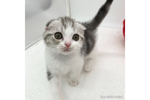 成約済の愛知県のスコティッシュフォールド(折れ耳)-92394の3枚目