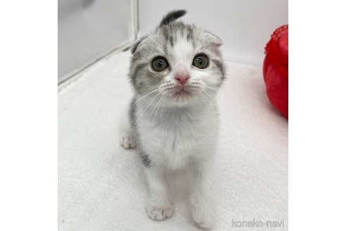 成約済の愛知県のスコティッシュフォールド(折れ耳)-92394の4枚目