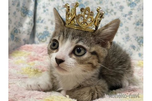成約済の京都府のスコティッシュフォールド-92399の4枚目