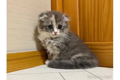 成約済の茨城県のスコティッシュフォールド(折れ耳)-92420の3枚目