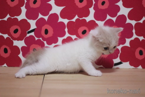 成約済の東京都のスコティッシュフォールド-92438の8枚目