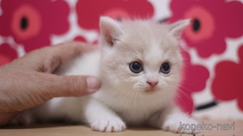 成約済の東京都のスコティッシュフォールド-92438の1枚目