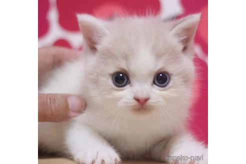 成約済の東京都のスコティッシュフォールド-92438の7枚目