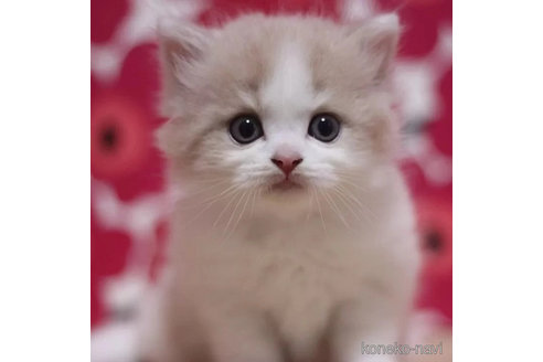 成約済の東京都のスコティッシュフォールド-92440の8枚目