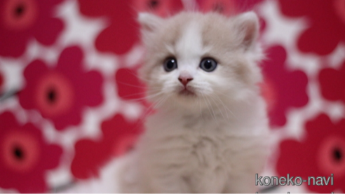 成約済の東京都のスコティッシュフォールド-92440の1枚目