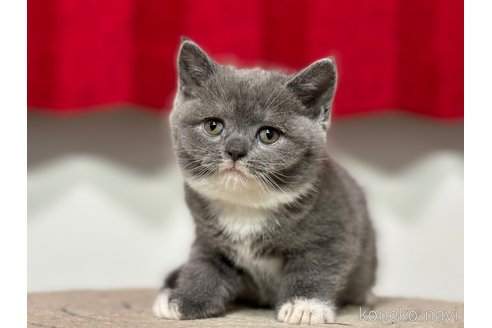 成約済の神奈川県のブリティッシュショートヘア-91371の8枚目