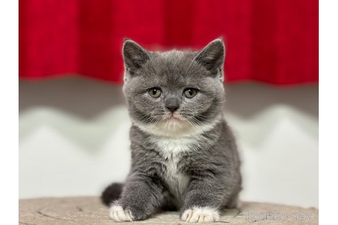 成約済の神奈川県のブリティッシュショートヘア-91371の6枚目