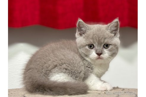 成約済の神奈川県のブリティッシュショートヘア-91372の9枚目