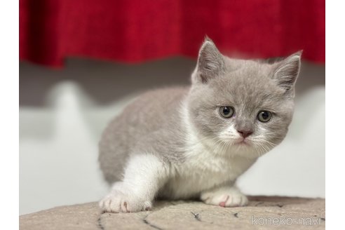 成約済の神奈川県のブリティッシュショートヘア-91372の5枚目