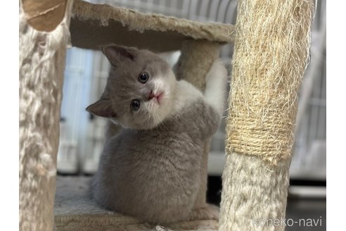 成約済の神奈川県のブリティッシュショートヘア-91372の2枚目