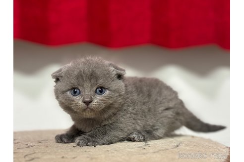 成約済の神奈川県のスコティッシュフォールド(折れ耳)-92456の10枚目