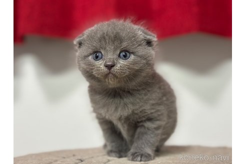 成約済の神奈川県のスコティッシュフォールド(折れ耳)-92456の8枚目