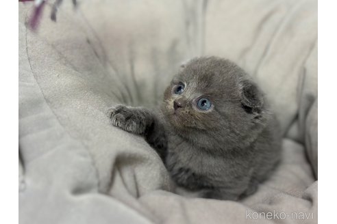 成約済の神奈川県のスコティッシュフォールド(折れ耳)-92456の6枚目