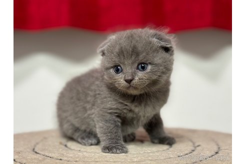 成約済の神奈川県のスコティッシュフォールド(折れ耳)-92456の3枚目
