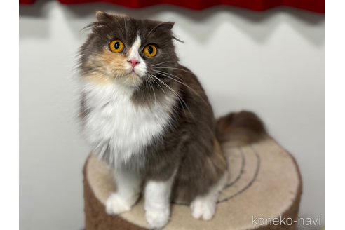 マジェちゃん1枚目
