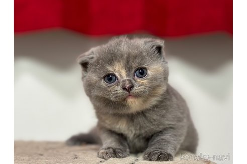 成約済の神奈川県のスコティッシュフォールド(折れ耳)-92457の7枚目