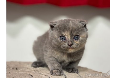 成約済の神奈川県のスコティッシュフォールド(折れ耳)-92457の5枚目