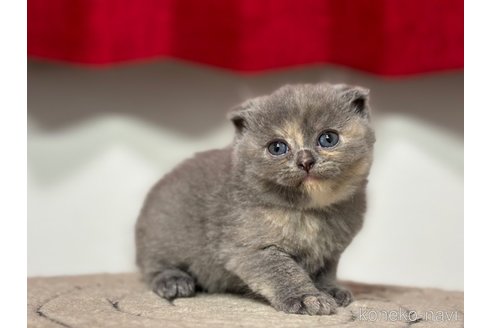 成約済の神奈川県のスコティッシュフォールド(折れ耳)-92457の4枚目