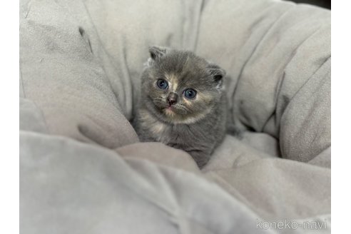 成約済の神奈川県のスコティッシュフォールド(折れ耳)-92457の2枚目